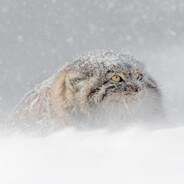 Й8ЖiККРАϟϟНЫЙ