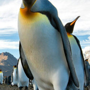 看我开阻尼甩你