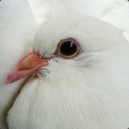 杀意Sol君
