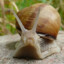 Snail