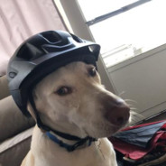 Safety Dog