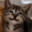 JoJopaCat