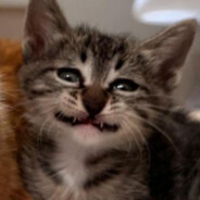 JoJopaCat