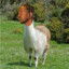 Kendrick Lama