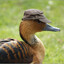Duckyduck