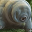 tardigrade