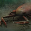 Jaekelopterus rhenaniae