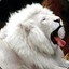 WhiteLion