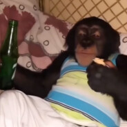 full wypas alchemist