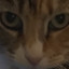 catfondler