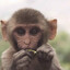 ape