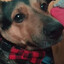 Borys