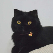 [疯吉芭]CRAZY COCK