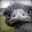 Sneezing Emu