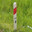 Polish Bollard