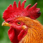 Kokokoko/Collector's Shop