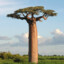 baobab peek | hazar