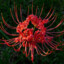 Red Spider Lily