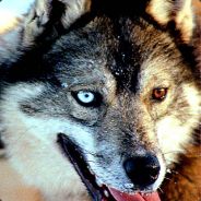 /DDL\†ωσℓғ MAN† CL JEG ER VACET