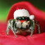 SPooder