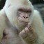 Gorila Albino