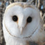 WiseOwl