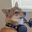 Sonic Doge's avatar