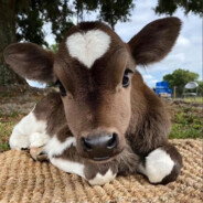 纯爱小母牛二代