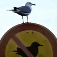 从来不吃羊肉！