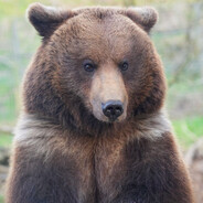 Bearcraft34