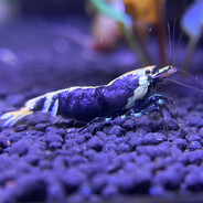Kreweta