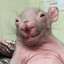 RatoCareca CSGOSKINS