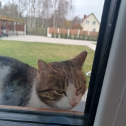 BIG_kremja2137case.gift