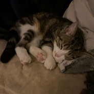 Kittygaming12™ - steam id 76561199233138292