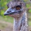 emu