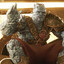 Korg