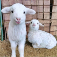 我是女生，因为我屌爆了