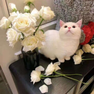 小方块