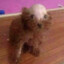 perrito pelao