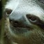 Slothface
