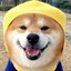 shibe