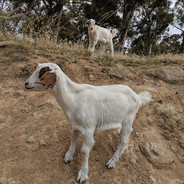 Bejai