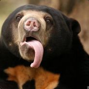 Johnny, The Brown Bear