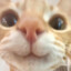 myyt7