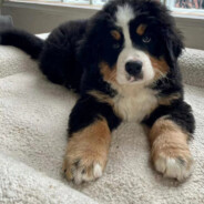 阿森（阿根廷版）