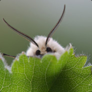 PMMeCuteBugPhotos