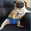 chill dog