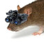RatTactics