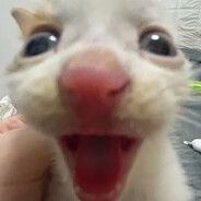 昆昆ovo