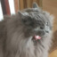 kittycatlea